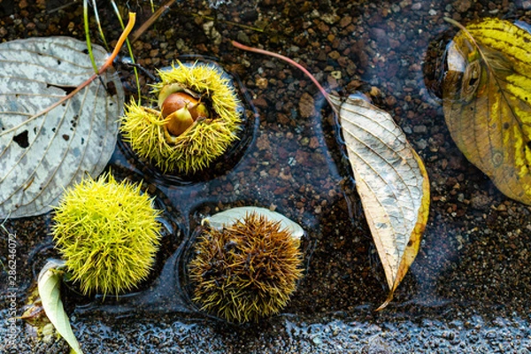 Obraz 秋の湖畔で見つけたかわいいイガグリたち