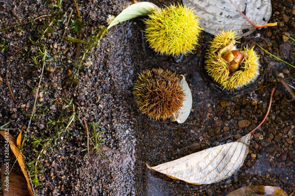 Obraz 秋の湖畔で見つけた色々な落ちグリたち