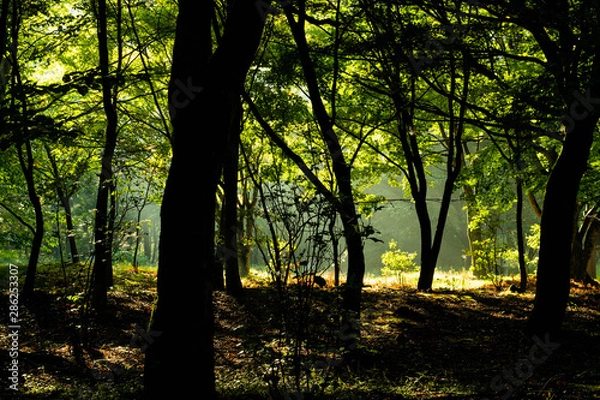 Obraz 秋の湖畔の森林に朝の光が注ぐ