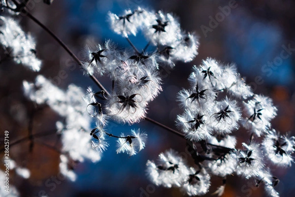 Obraz 秋の湖畔で朝の光を浴びて輝く