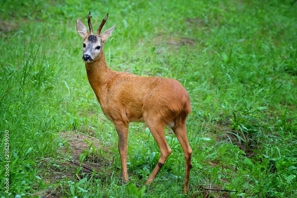 Obraz Deer