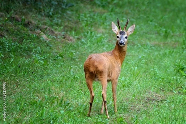 Obraz Deer