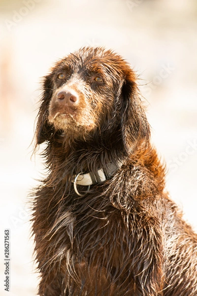 Fototapeta Hund am Meer 03