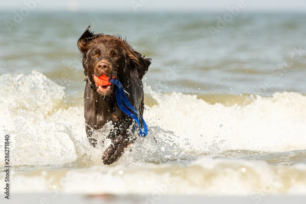 Fototapeta Hund am Meer 06
