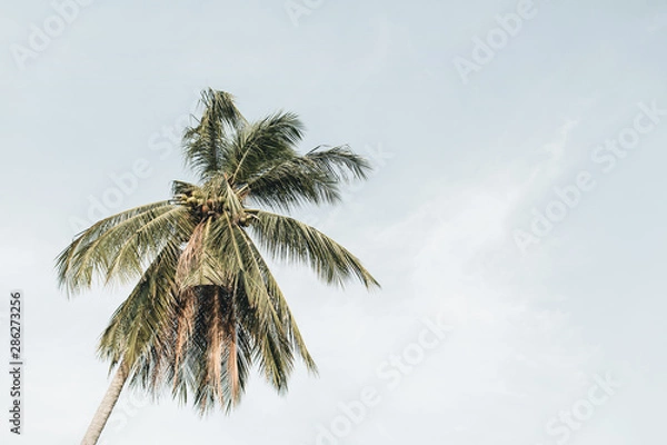 Fototapeta Lonely tropical exotic coconut palm tree against blue sky on windy day. Neutral minimalistic background. Summer and travel concept on Phuket, Thailand.
