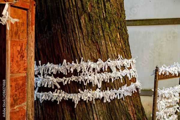 Obraz 晩秋の神社にあるおみくじ結びの木に宿る神様から精霊