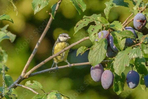 Obraz Eine Blaumeise sitzt in einem Pflaumenbaum