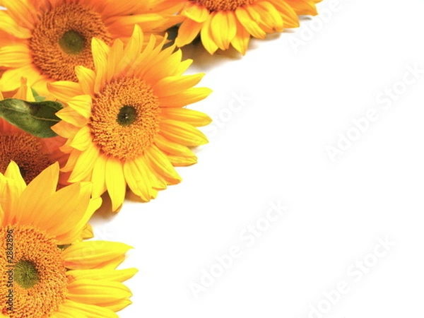 Obraz słoneczniki na białym tle