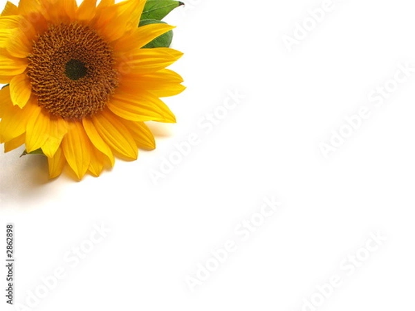Obraz one sunflower on white