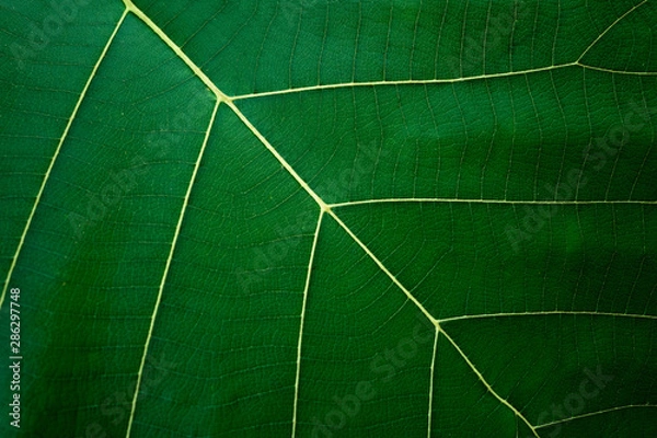 Fototapeta Abstract green leaf texture as background or wallpaper.