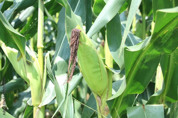 Fototapeta デントコーン