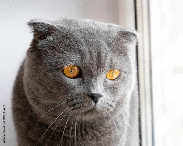 Fototapeta sad blue cat