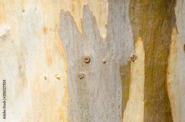 Obraz Close up Australian tree bark pattern and texture