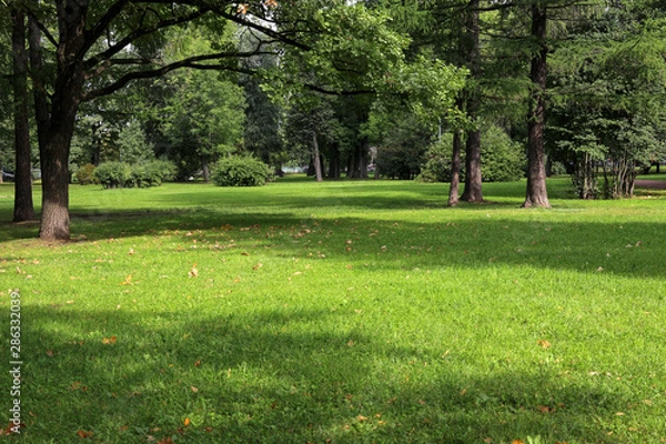 Fototapeta pusty zielony park miejski z trawnikami wysokimi drzewami i przyciętą trawą z opadłymi liśćmi w wczesny słoneczny ciepły poranek