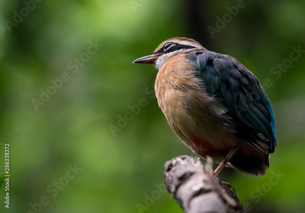 Fototapeta India Pitta bird sitting on the perch of tree with laving green background. The Bird have 9 different colors.