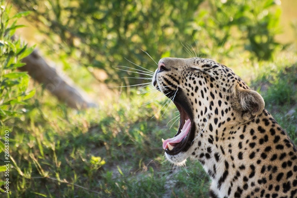 Obraz Leopard in Botswanan yawing