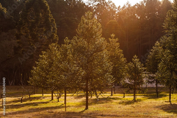 Obraz  pine tree at sunset in brazil