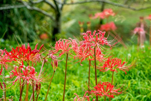Fototapeta 久住の彼岸花