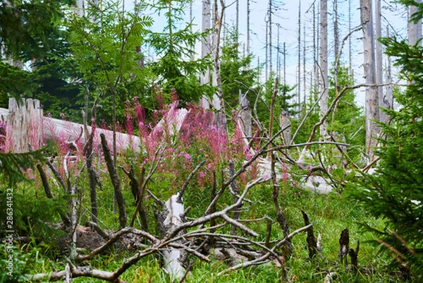 Fototapeta Natural forest regeneration without human intervention in national park Sumava (Bohemian Forest) near Polednik mount. Forest was destroyed in storm Kyrill and attacking by bark beetle, Czech Republic