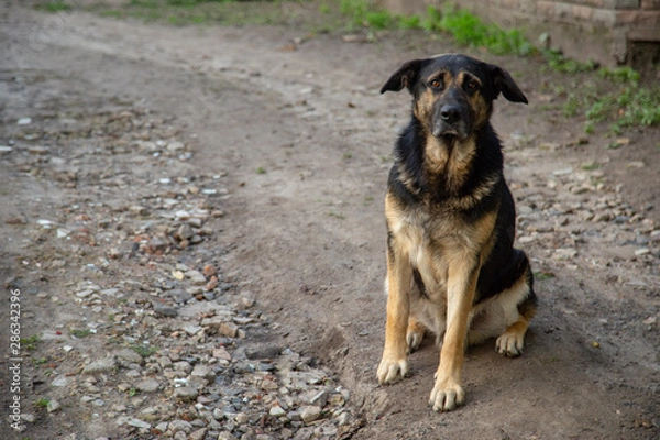 Fototapeta Estrela Mountain Dog looking into the camera with sadness in its eyes.