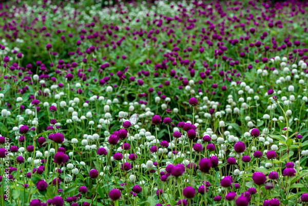 Fototapeta 久住高原のセンニチコウ