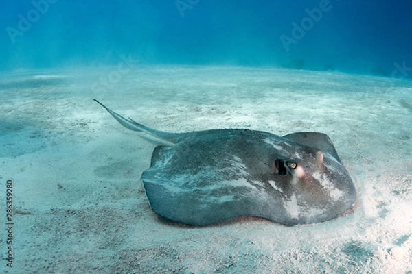 Fototapeta A Southern Stingray stirs up the sand by flapping its fins and forcing streams of water out of its mouth in search of bivalves, worms, and other prey buried in the sand of the Turks and Caicos islands