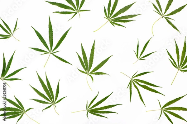 Fototapeta Wild marijuana isolated on a light background. Cannabis ruderalis or ruderalis. Plant ornaments on a blue, green and white background. Texture, pattern, place for signature