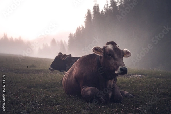 Obraz cattle in the mountain landscape