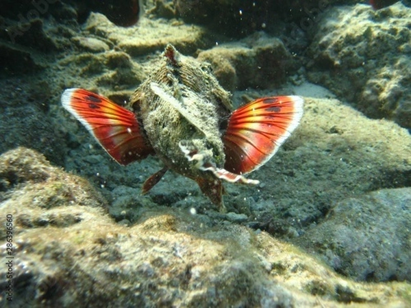 Fototapeta tropical fish