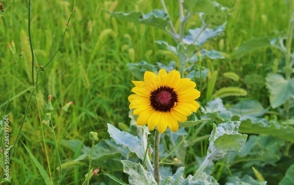 Fototapeta ひまわり　ミニヒマワリ　夏　杤木　公園