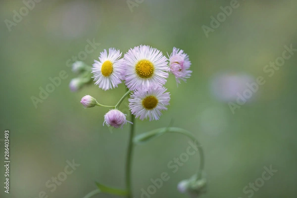 Obraz ハルジオン