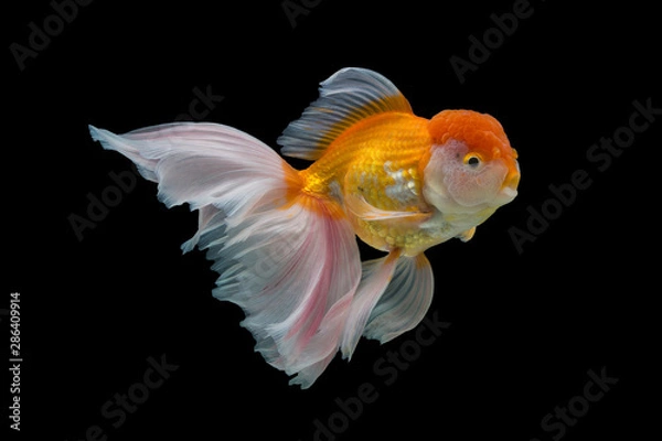 Obraz goldfish isolated on black background.