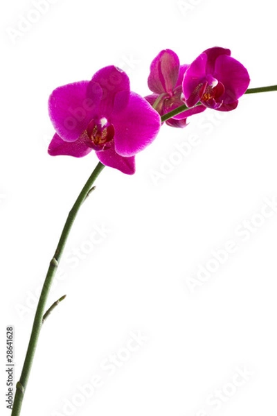 Fototapeta Orchid