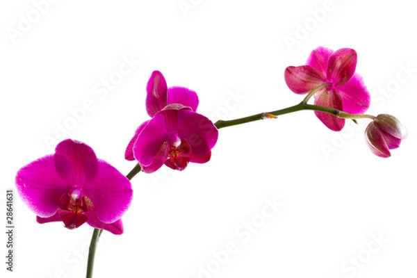 Fototapeta Orchid