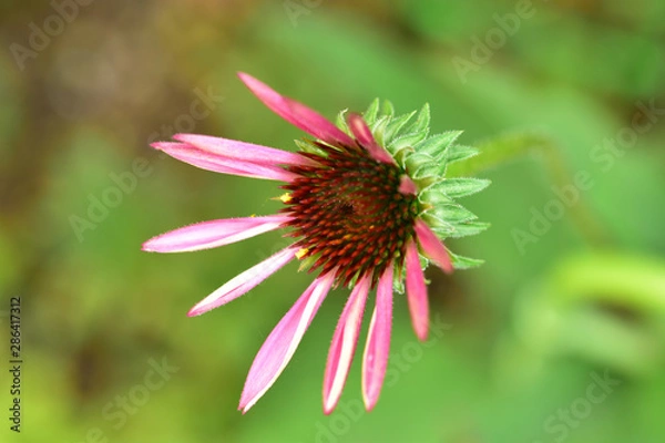 Fototapeta エキナセアの咲き始め