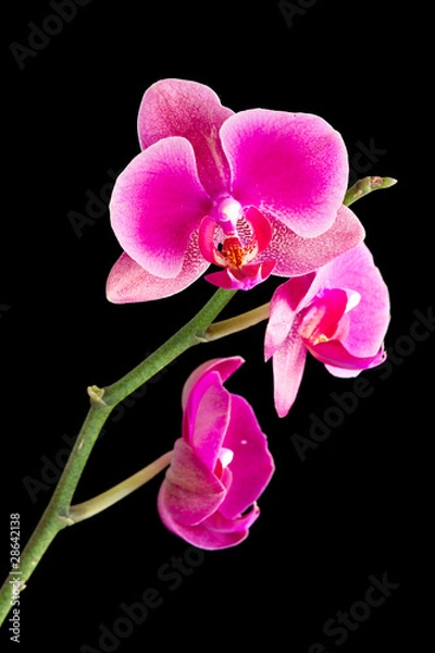 Fototapeta Orchid