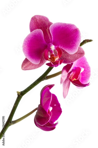 Fototapeta Orchid