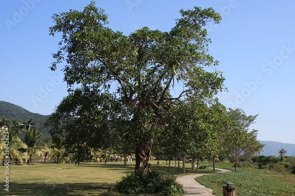 Obraz Дерево и кактус паразит
