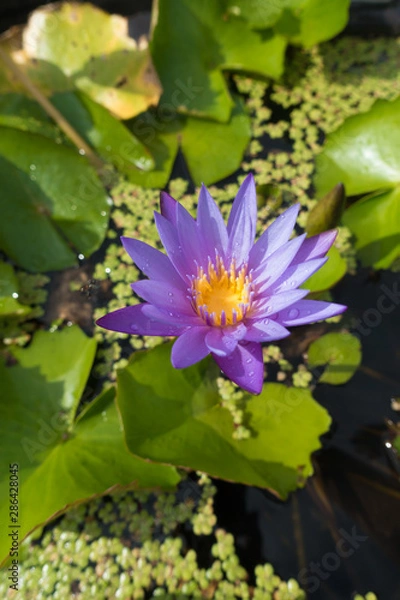 Fototapeta The lotus flower is blooming with dew in the morming.