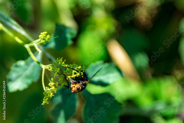 Fototapeta Ape lungo il sentiero