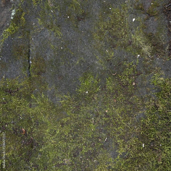 Obraz Close-up forest moss on cliff