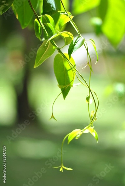 Obraz Hanging Foliage