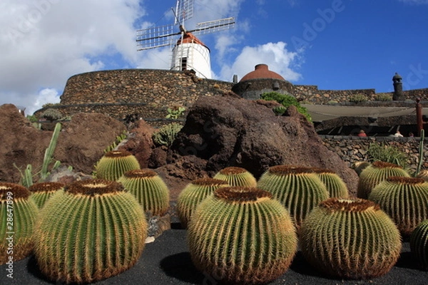 Obraz Jardín de Cactus