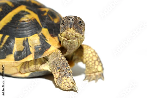 Fototapeta tortoise Hermann in close-up isolated on a white background