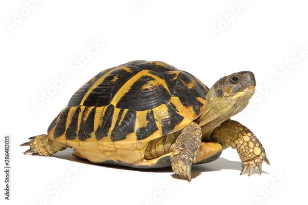 Fototapeta Hermann tortoise in close-up isolated on a white background