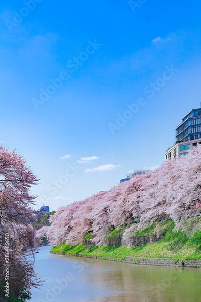 Obraz さくら咲く千鳥ヶ淵　東京