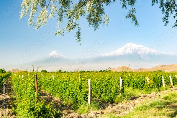 Obraz Lush vineyard in Armenia, mount Ararat in the background