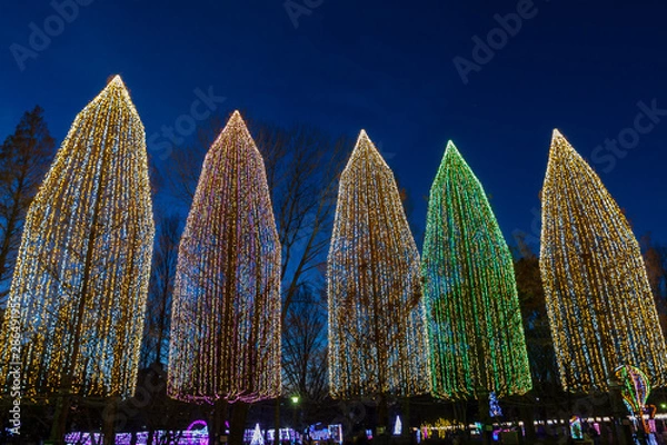 Obraz イルミネーションの木立