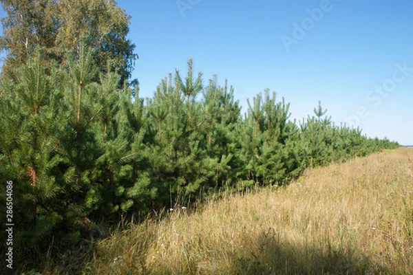 Fototapeta trees in forest
