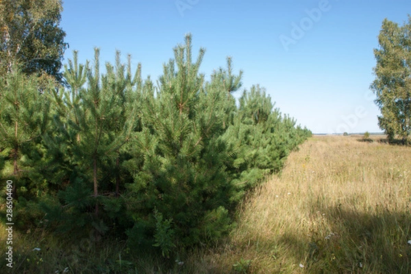 Obraz tree in a field